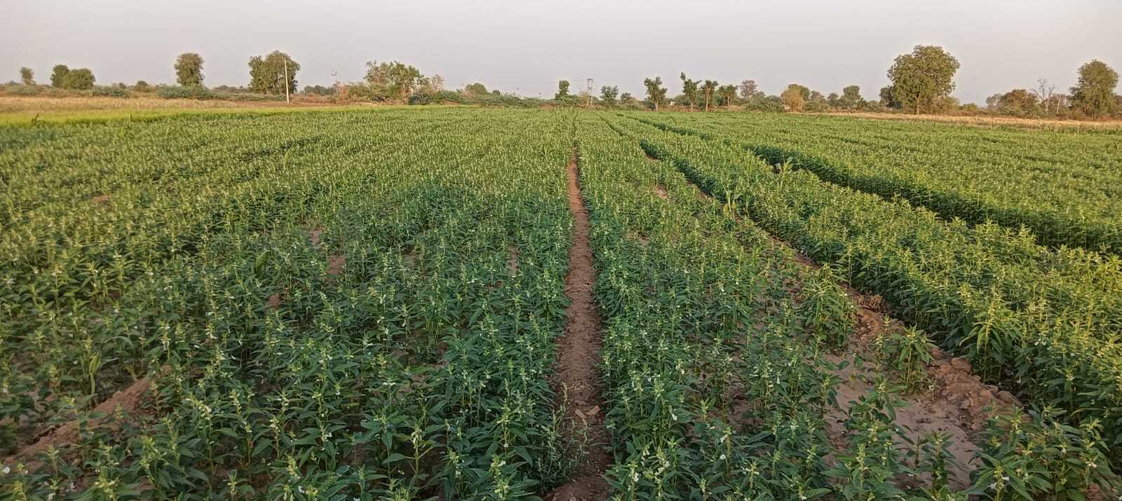 Fule Bulbul Sesame Seeds - White Bold Seeds, 85-90 Days Maturity, 5-9 Quintal/acre Yield | 99% Purity, 2-3 Kg/acre Seed Rate, Summer Crop