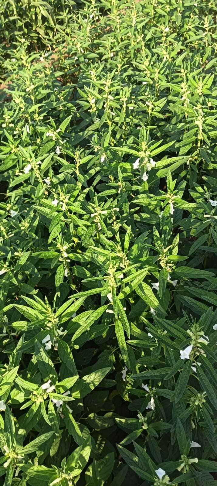 Fule Bulbul Sesame Seeds - White Bold Seeds, 85-90 Days Maturity, 5-9 Quintal/acre Yield | 99% Purity, 2-3 Kg/acre Seed Rate, Summer Crop