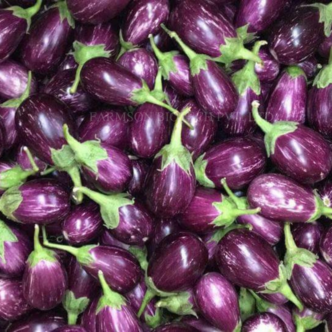 Brinjal Seeds -Ragini F1 Hybrid - Purple With White Streaks, Oval Shape, 80-90 Gm Fruit Weight | High Yielding, Non-spiny, Early Hybrid Variety