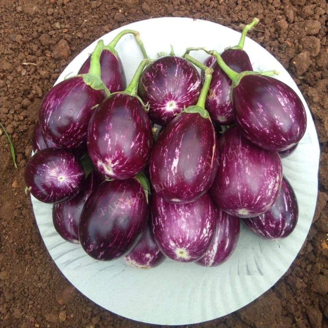Brinjal Seeds -Ragini F1 Hybrid - Purple With White Streaks, Oval Shape, 80-90 Gm Fruit Weight | High Yielding, Non-spiny, Early Hybrid Variety