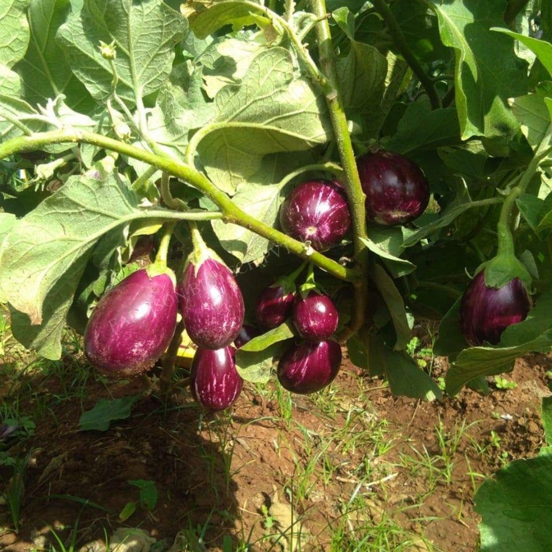 Brinjal Seeds -Ragini F1 Hybrid - Purple With White Streaks, Oval Shape, 80-90 Gm Fruit Weight | High Yielding, Non-spiny, Early Hybrid Variety