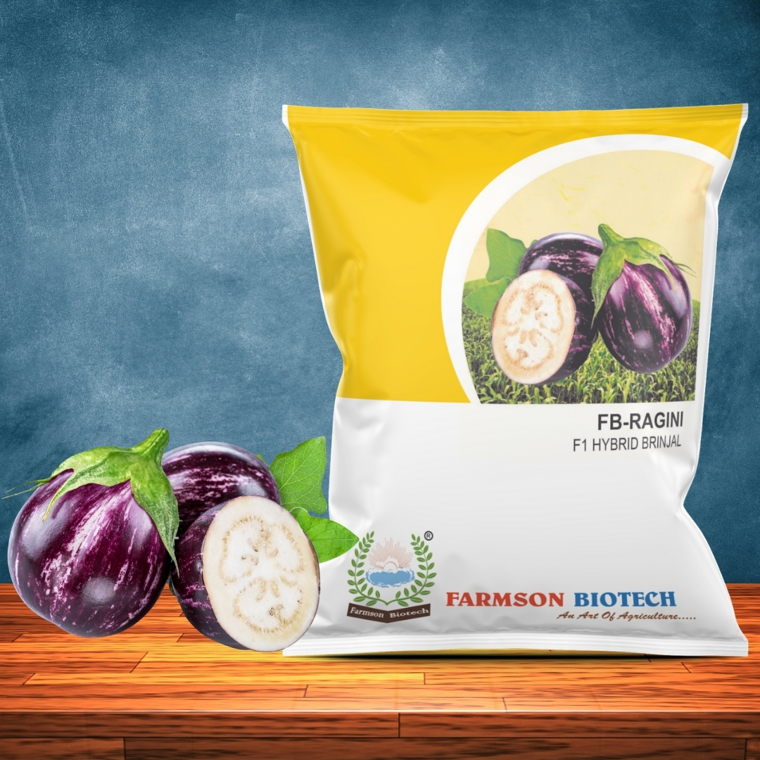 Brinjal Seeds -Ragini F1 Hybrid - Purple With White Streaks, Oval Shape, 80-90 Gm Fruit Weight | High Yielding, Non-spiny, Early Hybrid Variety