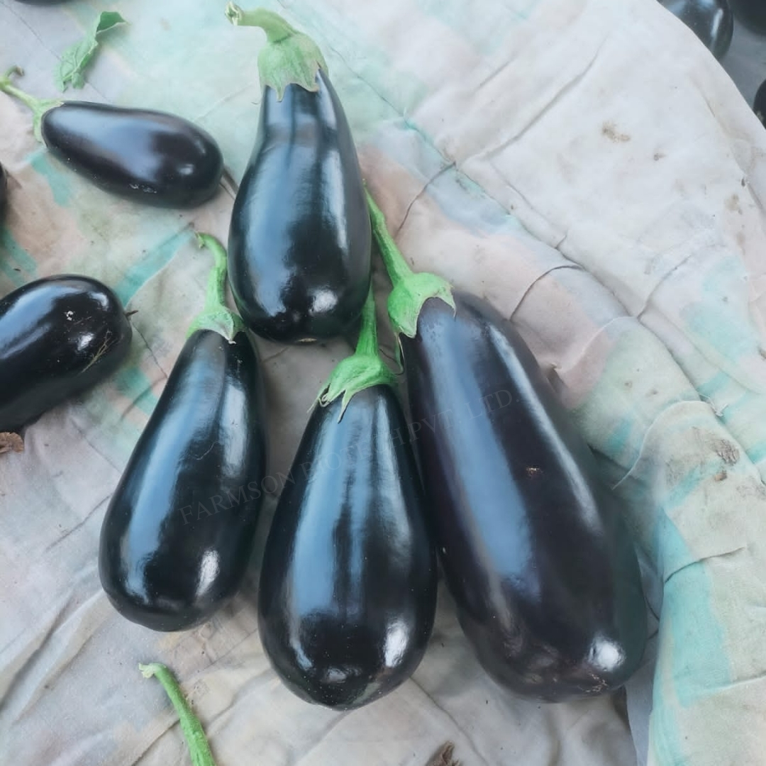 Brinjal Seeds -Ronak F1 Hybrid - Open Plant Habit, Teardrop Shape, Dark Violet Shiny Fruits 10-14 Cm Length | 95%-99% Purity, 9 Months Shelf Life, 300-400 Gm Average Weight