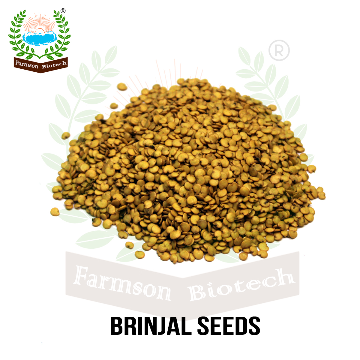 Brinjal Seeds Fb-ronak F1 Hybrid - Open Plant Habit, Teardrop Shape, Dark Violet Shiny Fruits 10-14 Cm Length | 95%-99% Purity, 9 Months Shelf Life, 300-400 Gm Average Weight