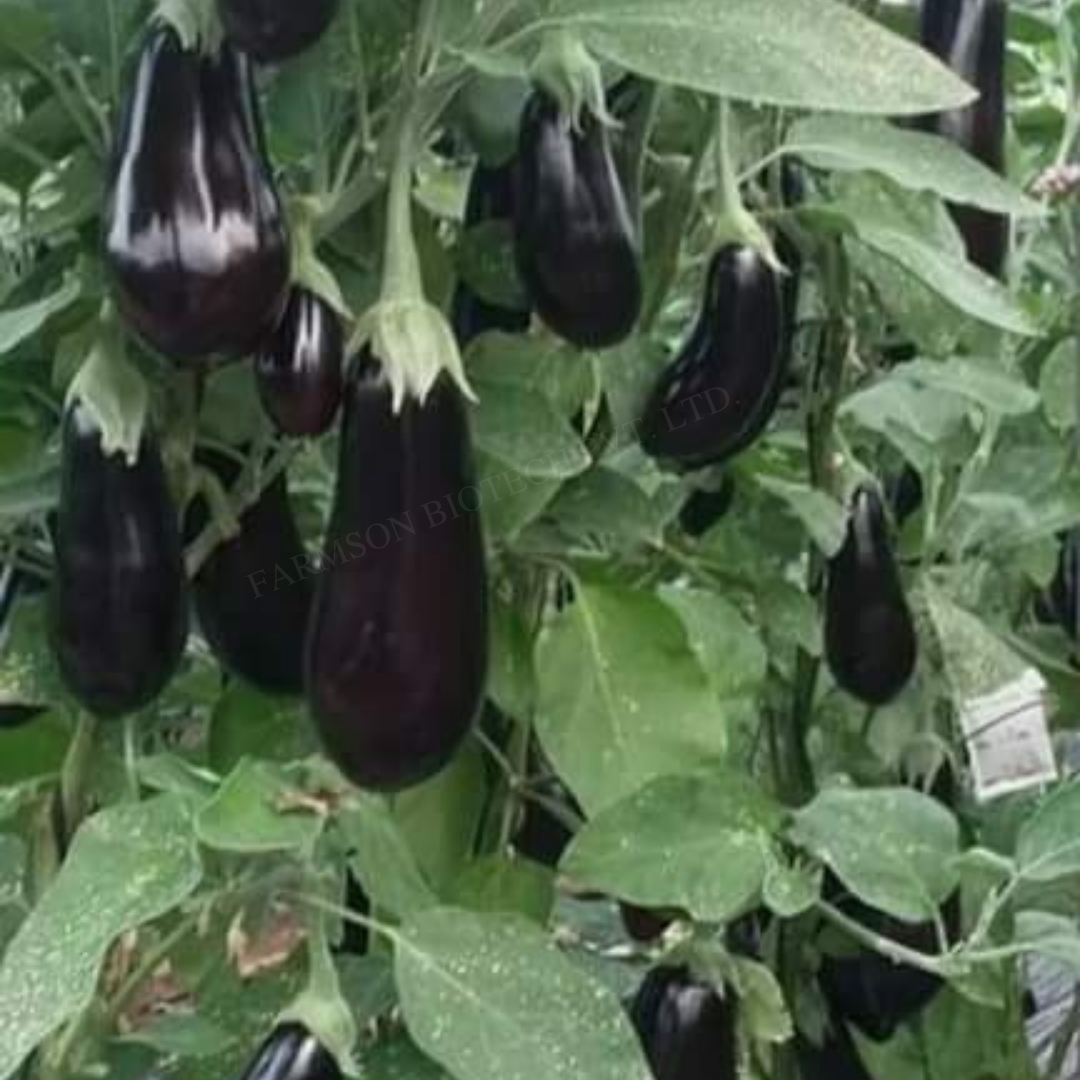 Brinjal Seeds -Ronak F1 Hybrid - Open Plant Habit, Teardrop Shape, Dark Violet Shiny Fruits 10-14 Cm Length | 95%-99% Purity, 9 Months Shelf Life, 300-400 Gm Average Weight
