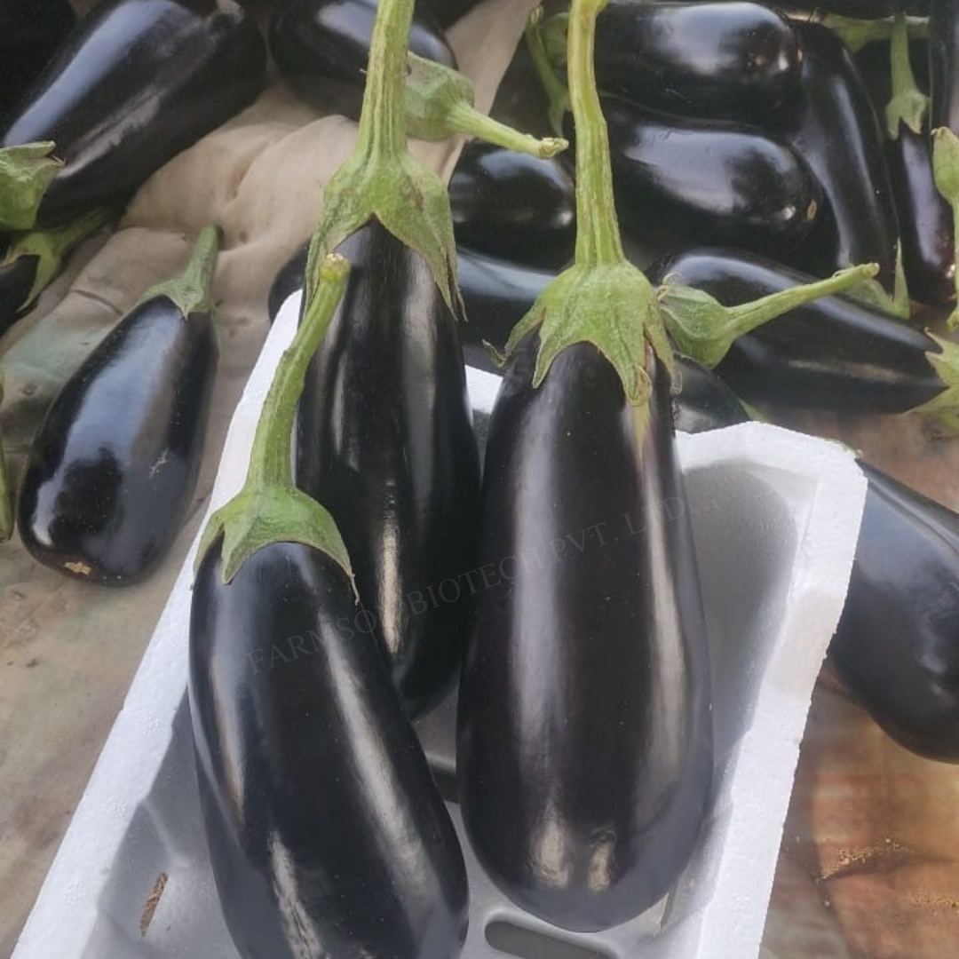 Brinjal Seeds -Ronak F1 Hybrid - Open Plant Habit, Teardrop Shape, Dark Violet Shiny Fruits 10-14 Cm Length | 95%-99% Purity, 9 Months Shelf Life, 300-400 Gm Average Weight