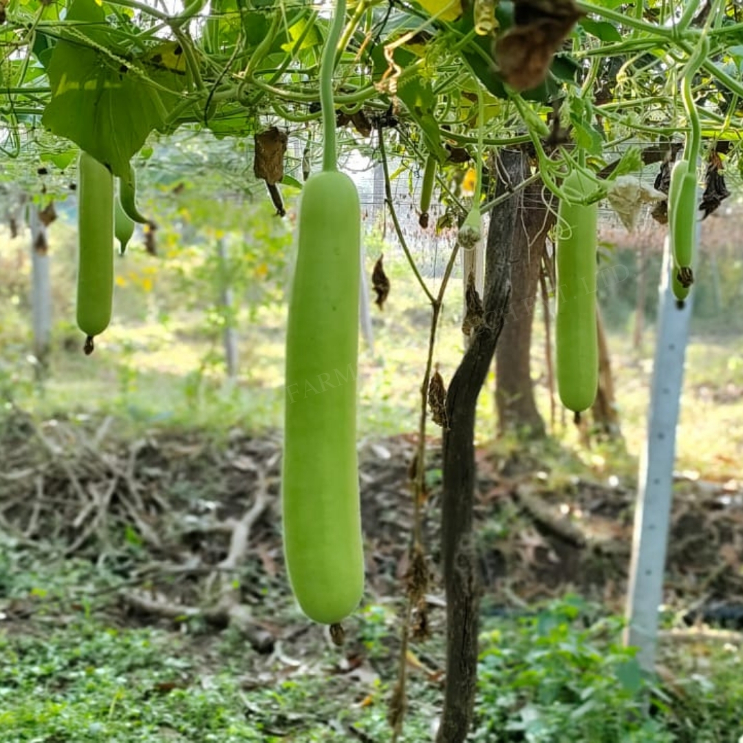 Bottlegourd Seeds Fb-vamgold F1 Hybrid - Cultivation Type: Common