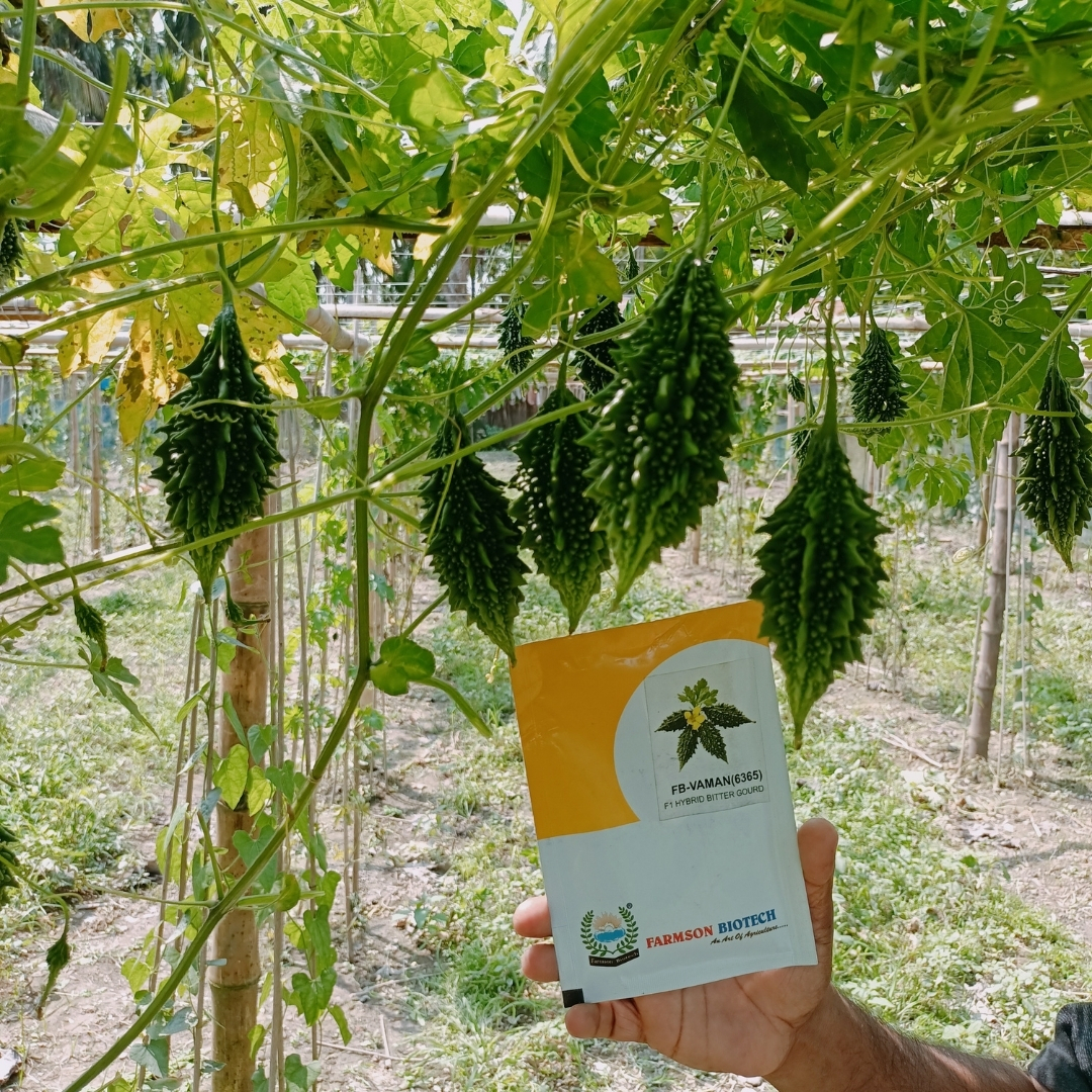 Bitter Gourd Seeds -Vaman 6365 F1 - Gynoecious Hybrid, 6-8 Cm Length, Dark Green Color, High Yield Of 50-60 Fruits/plant, 95%-99% Purity