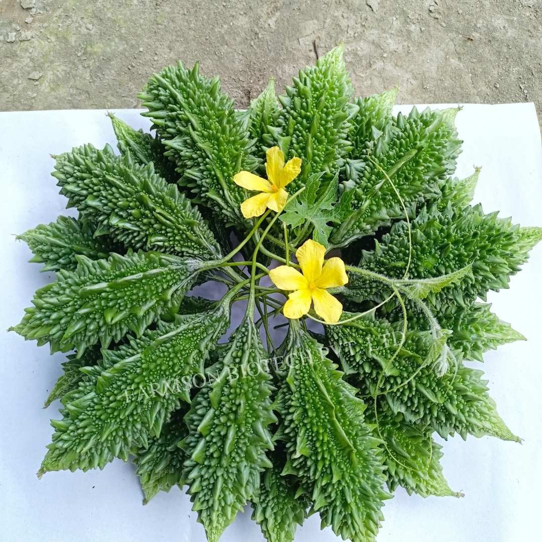 Bitter Gourd Seeds -Vaman 6365 F1 - Gynoecious Hybrid, 6-8 Cm Length, Dark Green Color, High Yield Of 50-60 Fruits/plant, 95%-99% Purity