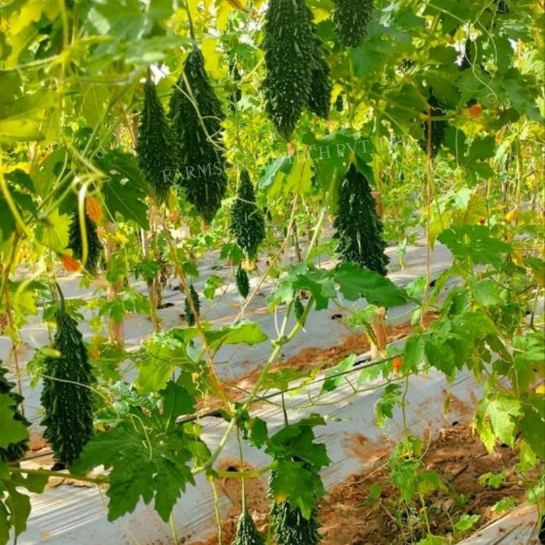 Fb-rashmi F1 Hybrid Bitter Gourd Seeds - Medium Early Maturity 12-15 Cm Length, Dark Green Color , High Yielding Variety With 95%-99% Purity