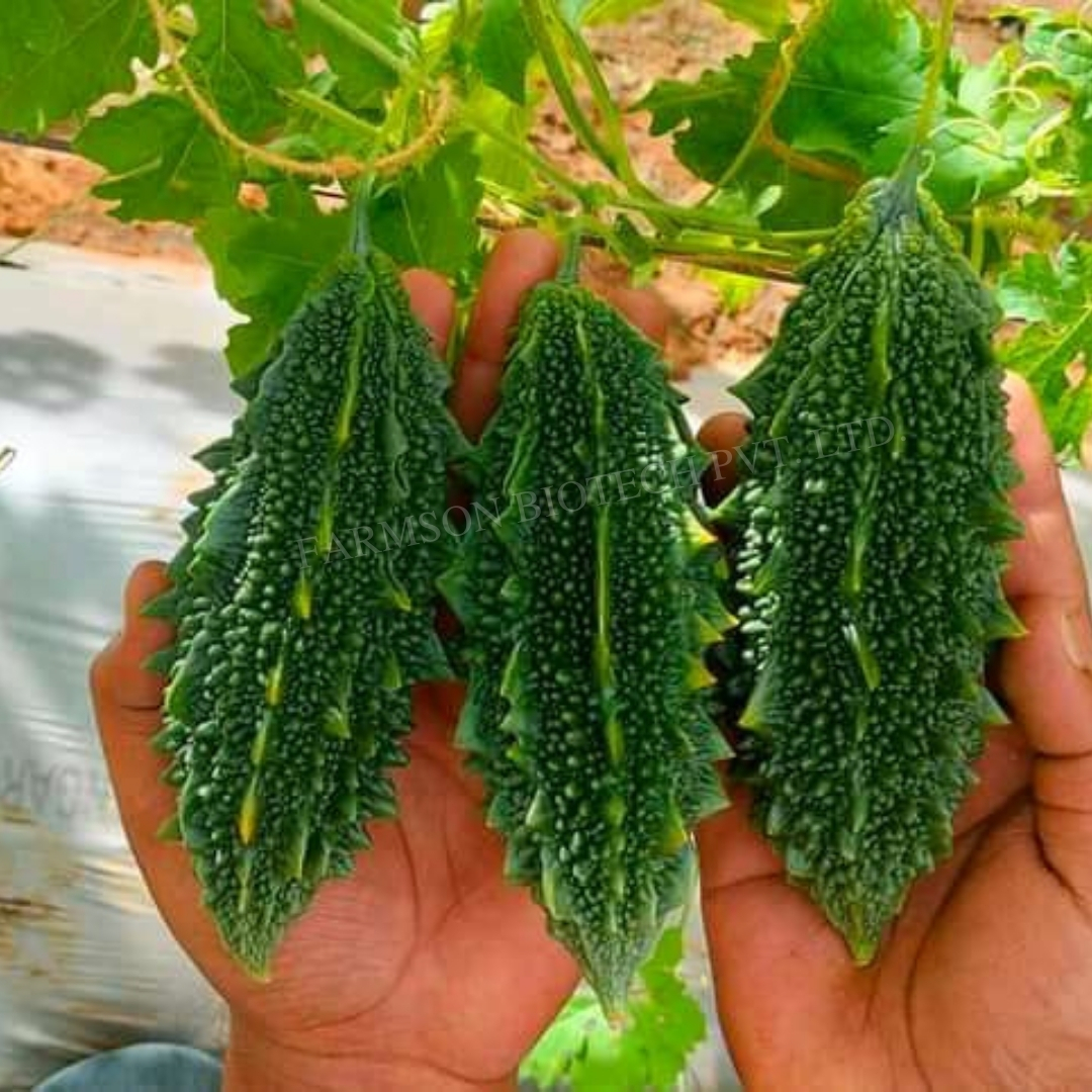 Fb-rashmi F1 Hybrid Bitter Gourd Seeds - Medium Early Maturity 12-15 Cm Length, Dark Green Color , High Yielding Variety With 95%-99% Purity