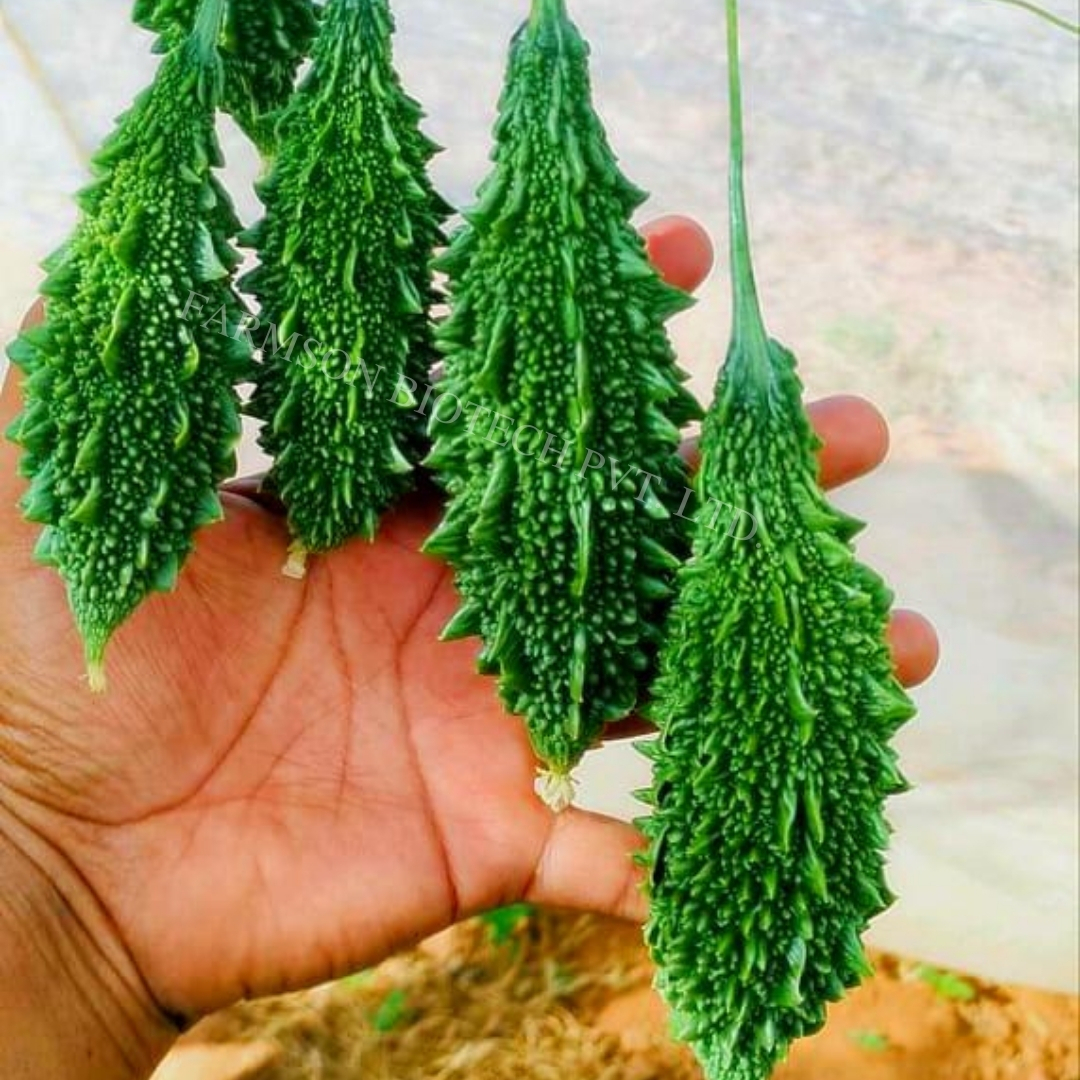 Fb-rashmi F1 Hybrid Bitter Gourd Seeds - Medium Early Maturity 12-15 Cm Length, Dark Green Color , High Yielding Variety With 95%-99% Purity