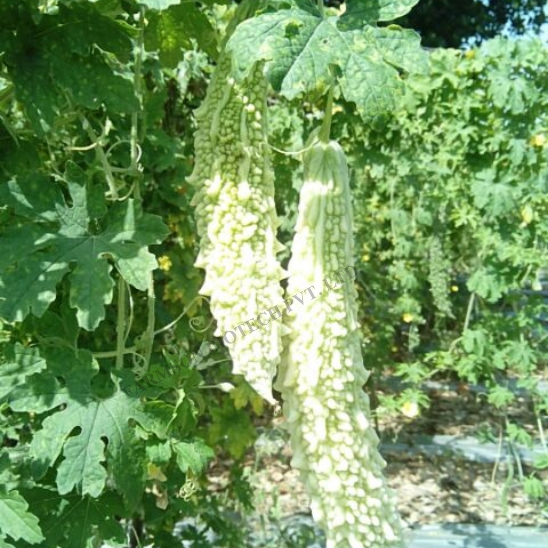 Bitter Gourd Seeds -Yamuna 6550 F1 - Cultivation Type: Common