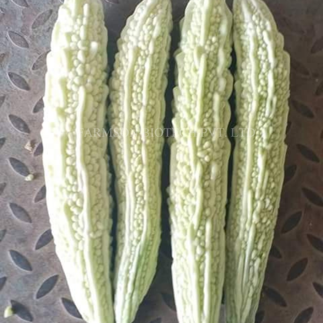 Bitter Gourd Seeds -Yamuna 6550 F1 - Cultivation Type: Common
