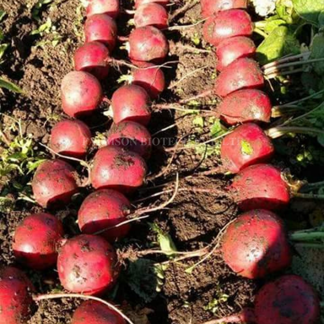 Beetroot Seeds -Red Ball - Cultivation Type: Common