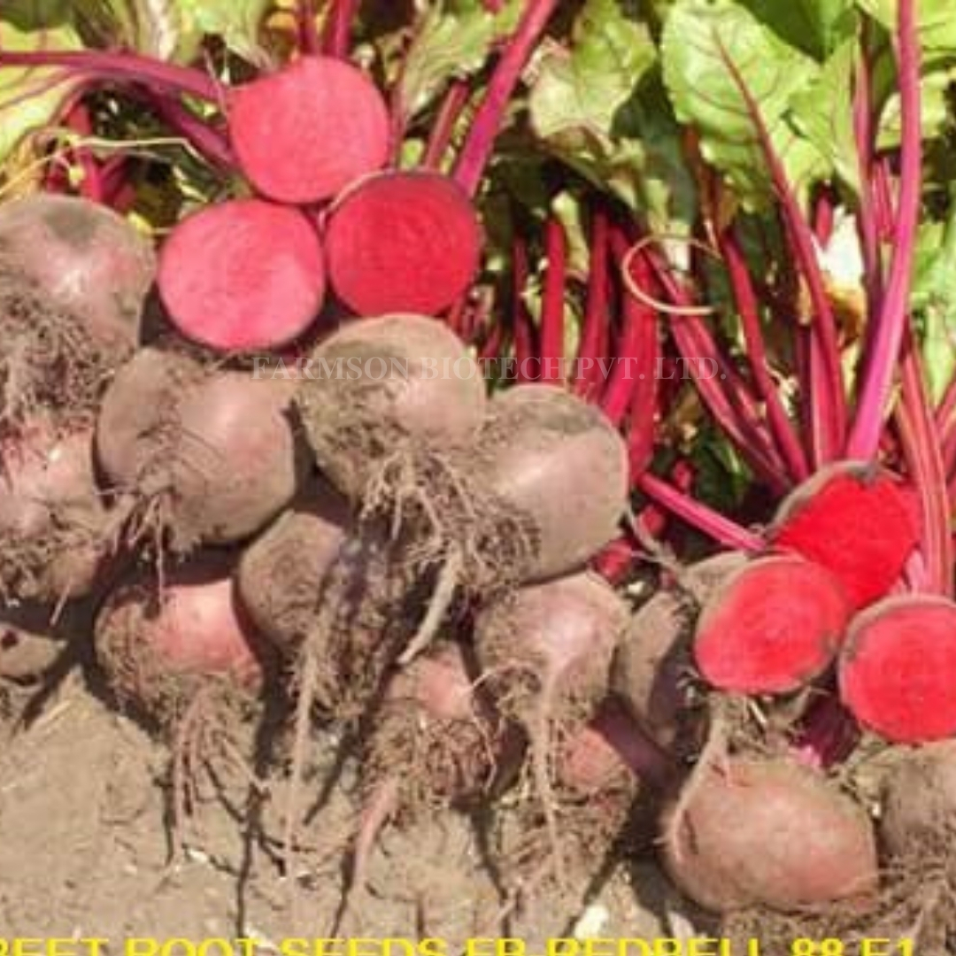 Beetroot Seeds -Red Ball - Cultivation Type: Common