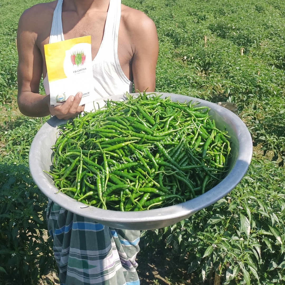 Cluster Bean Seeds Fb-suvarn - Cultivation Type: Common