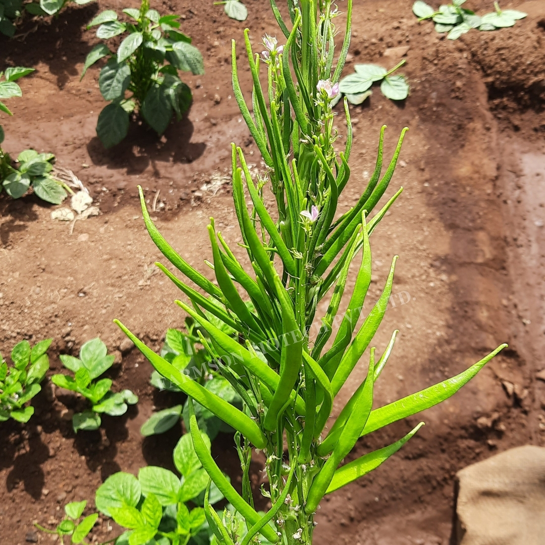Cluster Bean Seeds Fb-suvarn - Cultivation Type: Common