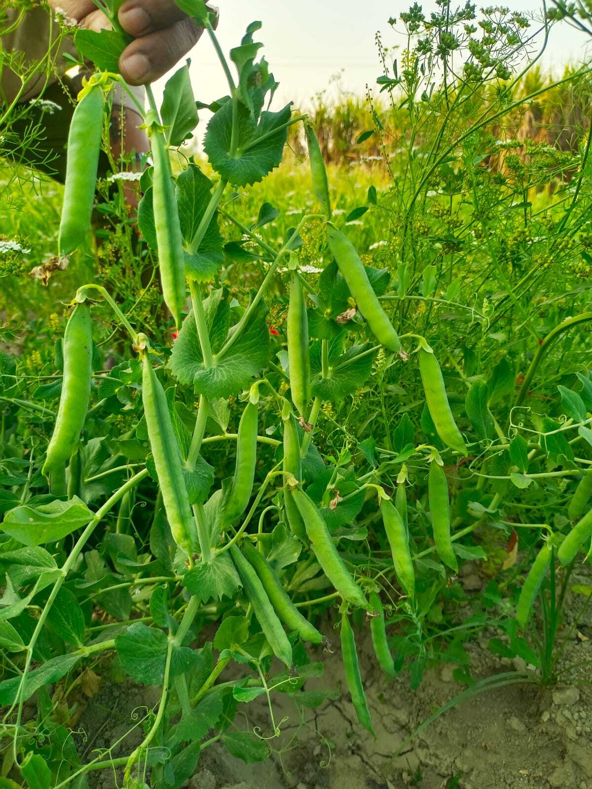 Pea Seeds -Griva (Gs-10) - Green, 11-12 Cm Pod Length, 8-10 Grains Per Pod, Tolerant To Powdery Mildew, Average Yield 4-6 Tons/acre