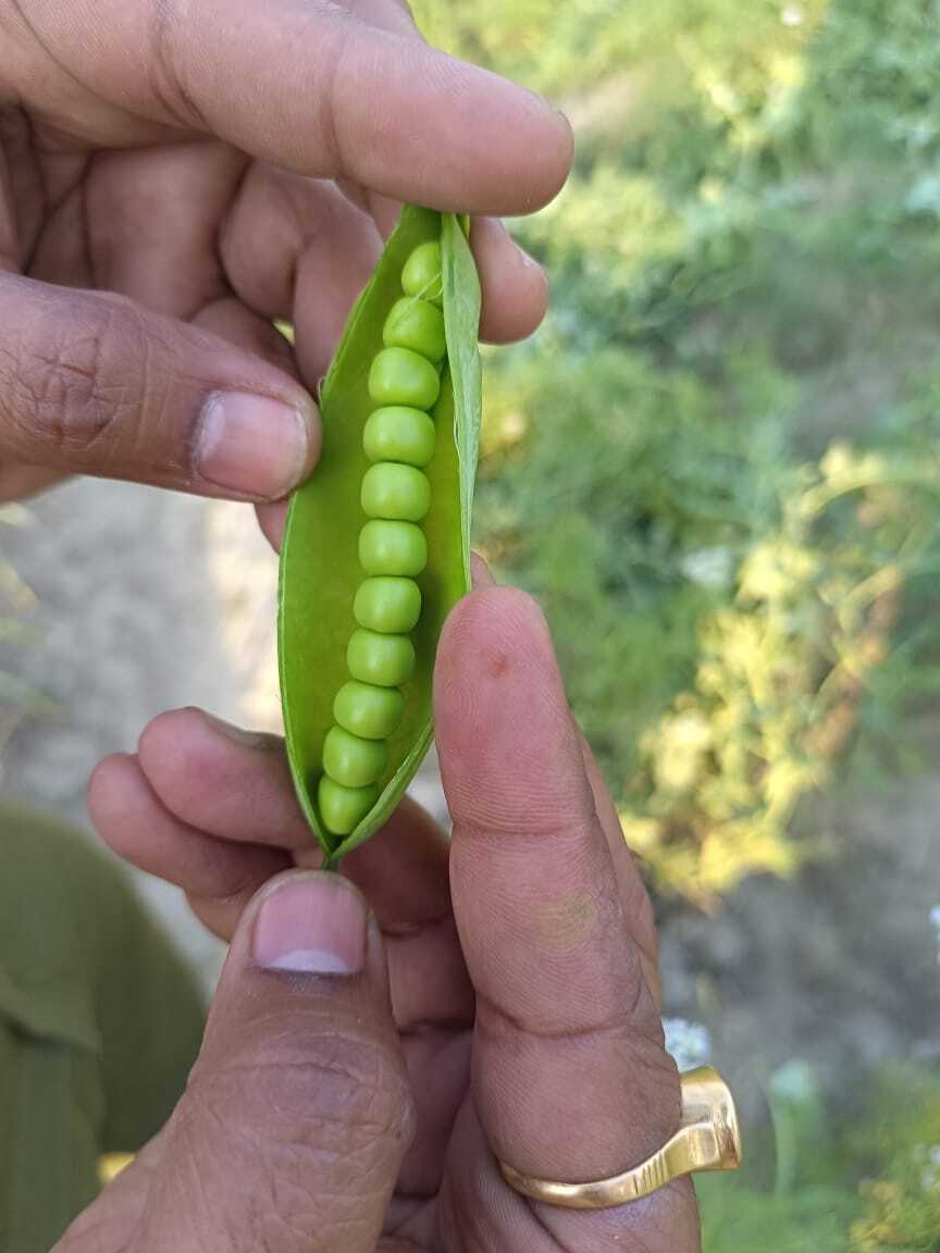 Pea Seeds -Griva (Gs-10) - Green, 11-12 Cm Pod Length, 8-10 Grains Per Pod, Tolerant To Powdery Mildew, Average Yield 4-6 Tons/acre