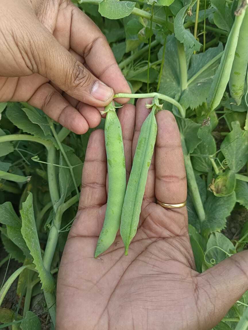 Pea Seeds -Griva (Gs-10) - Green, 11-12 Cm Pod Length, 8-10 Grains Per Pod, Tolerant To Powdery Mildew, Average Yield 4-6 Tons/acre