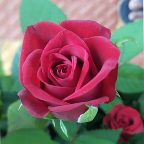 Taj Mahal Red Rose