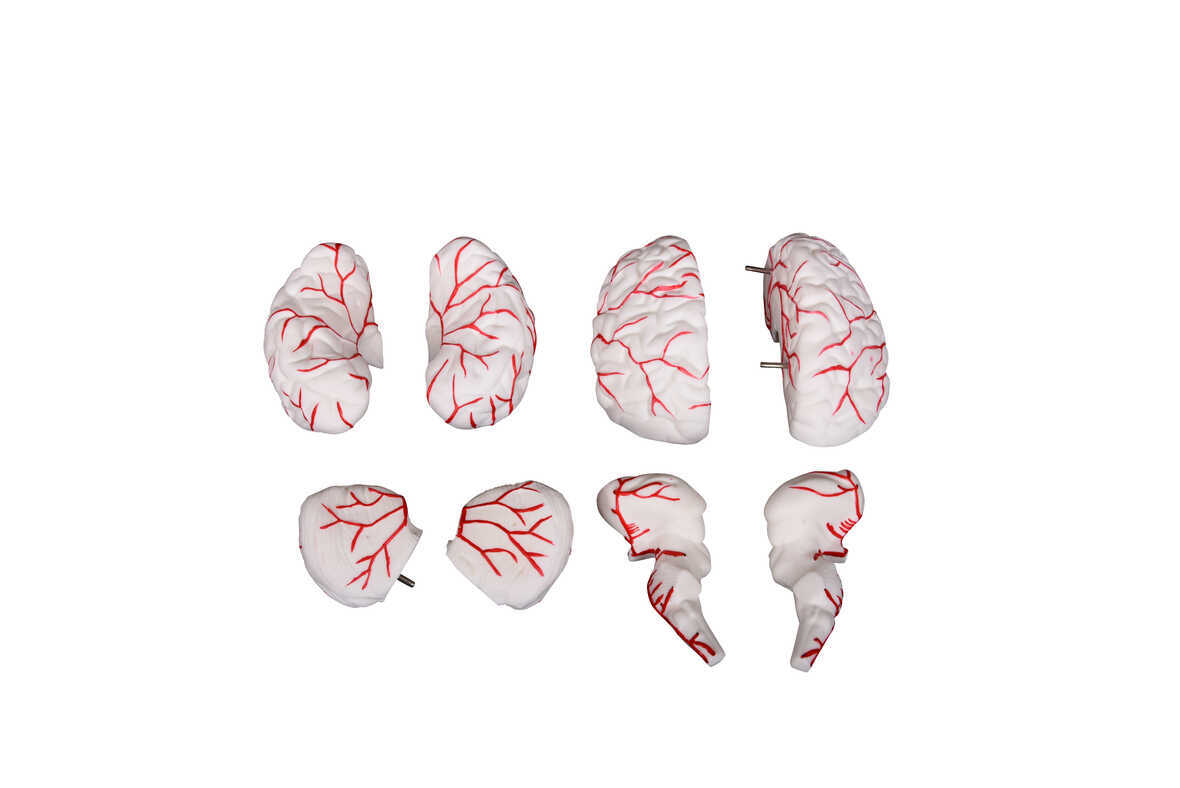 Brain Model - Color: White