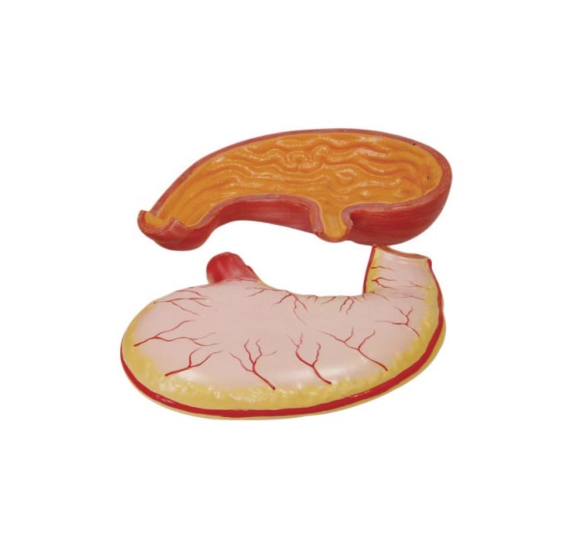 Stomach Model - Pvc Material, 2x Natural Size | Red Color, Medical Use, Detailed Gastric Structures