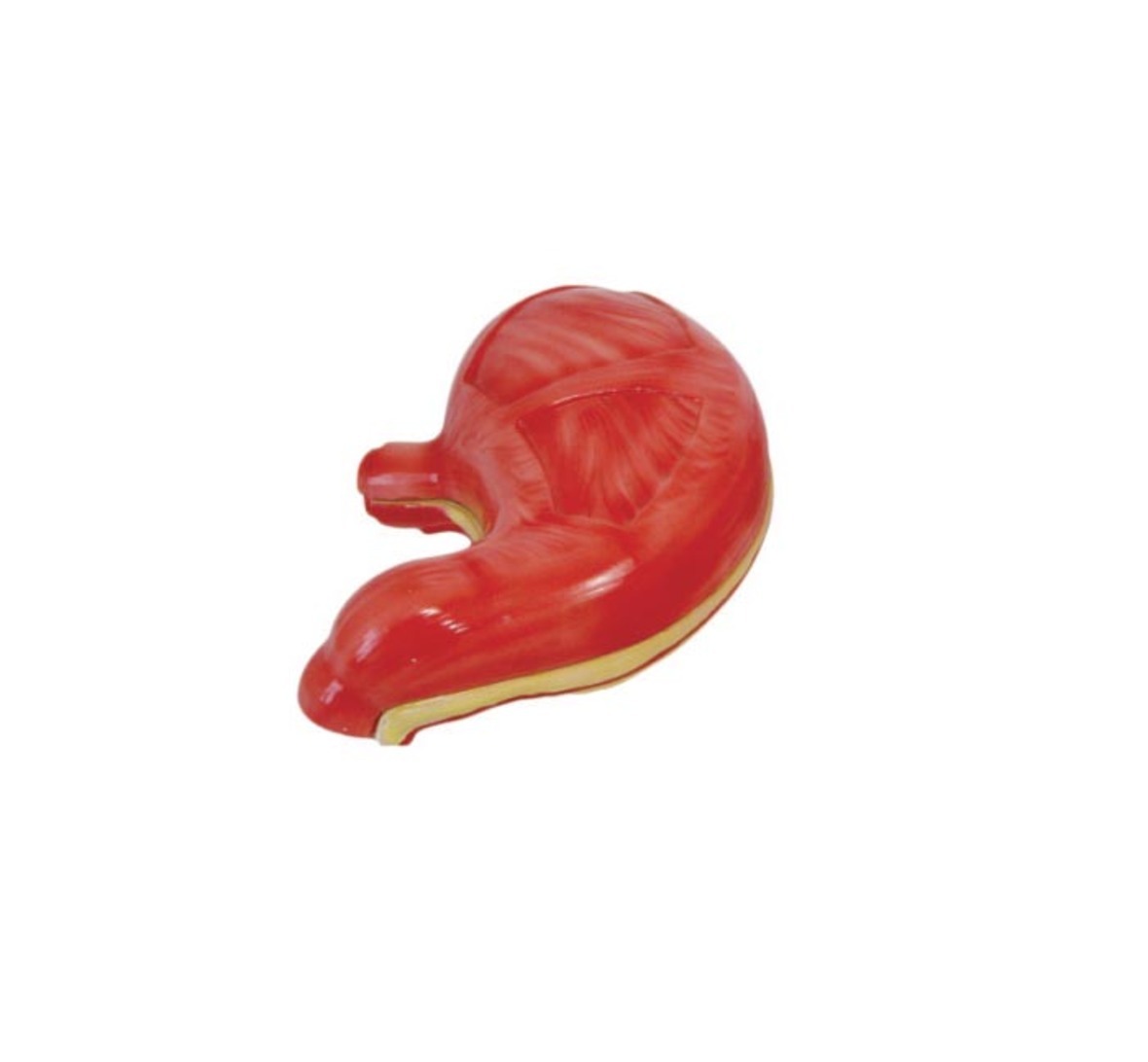 Stomach Model - Pvc Material, 2x Natural Size | Red Color, Medical Use, Detailed Gastric Structures