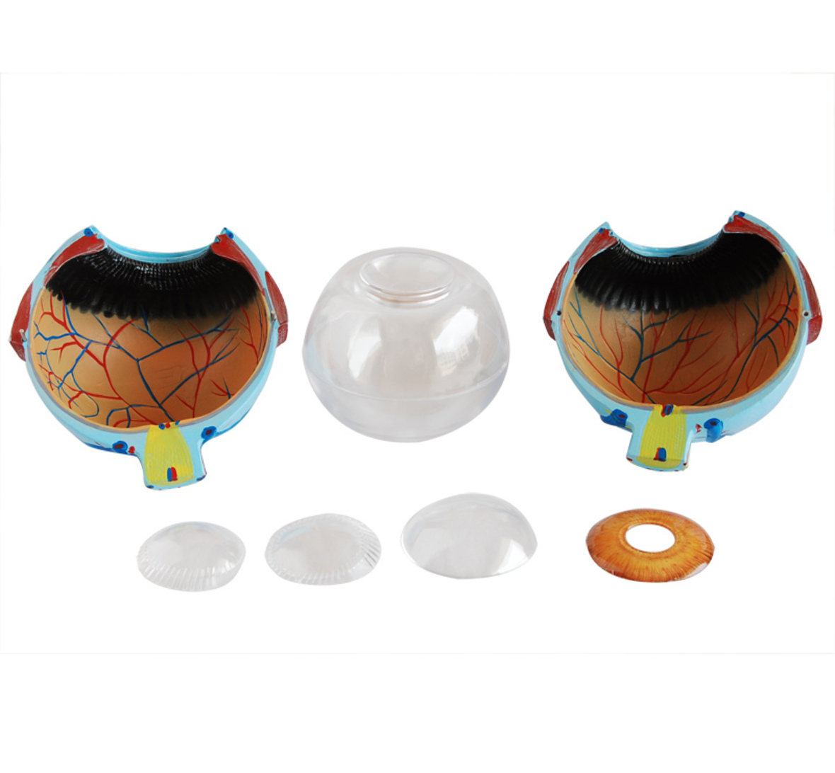 Gaint Eye Model - Material: Pvc