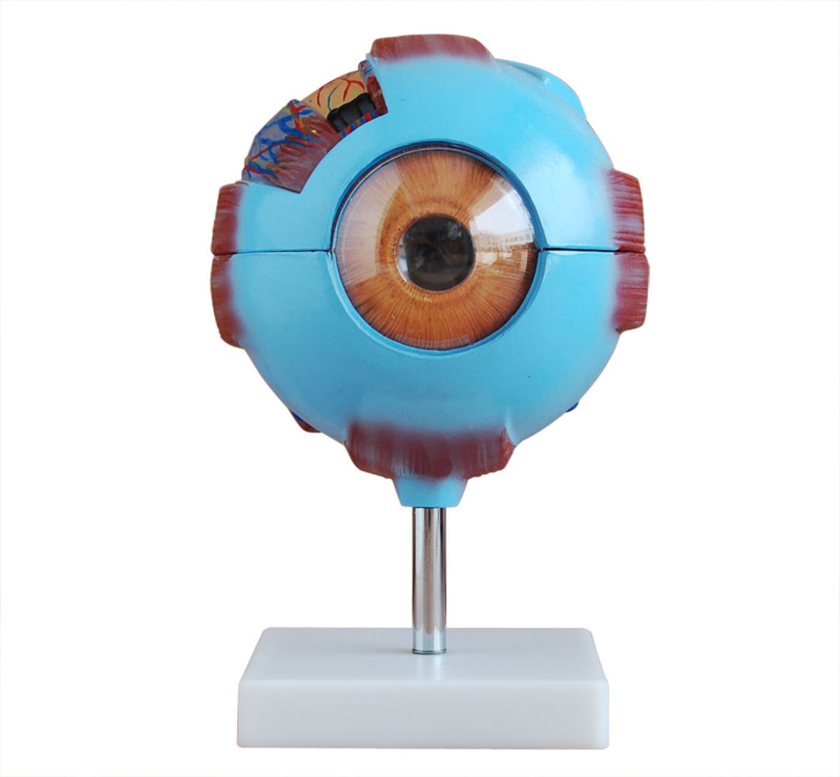 Gaint Eye Model - Material: Pvc
