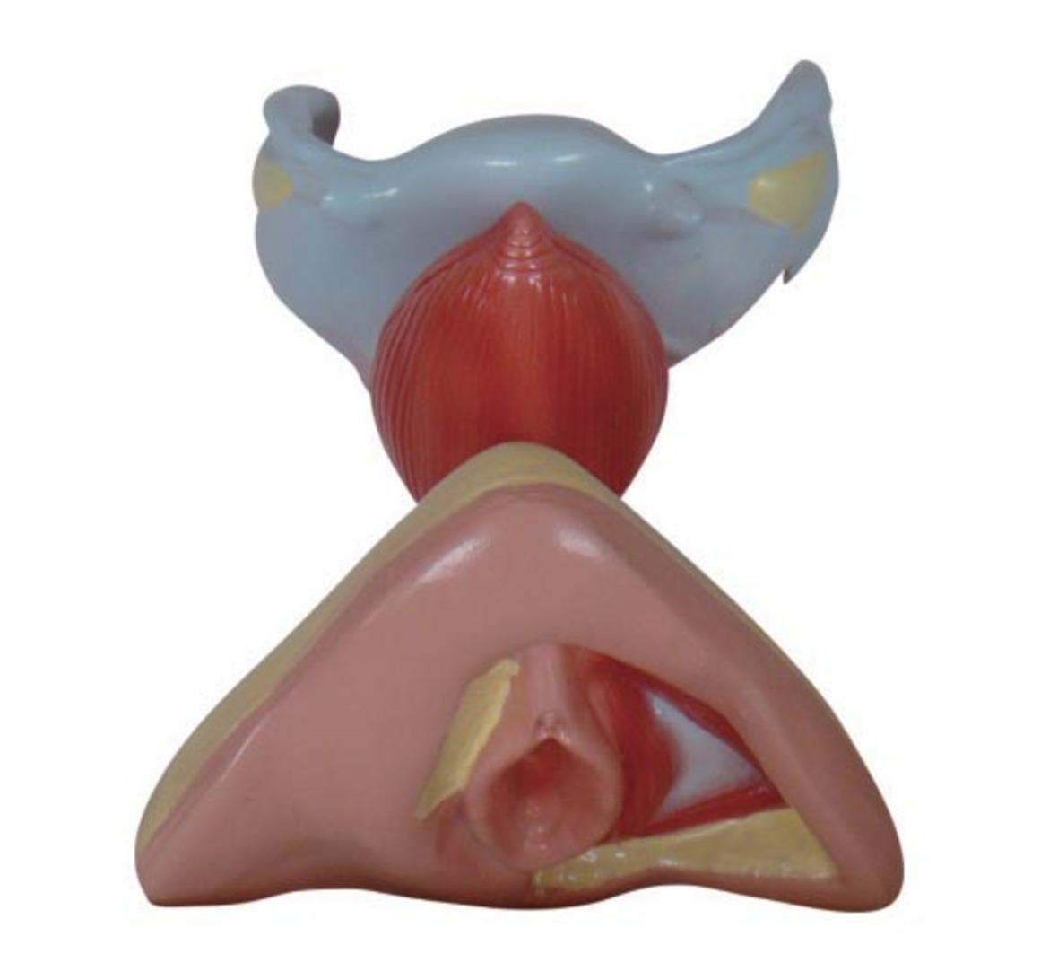 Female Internal And External Genital Organs Model - Color: Multicolor