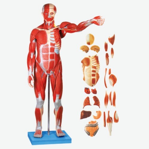 Gd/a11301/1- Full Size Human Body Showing Muscles & Organs (86c M) - Color: Multicolor