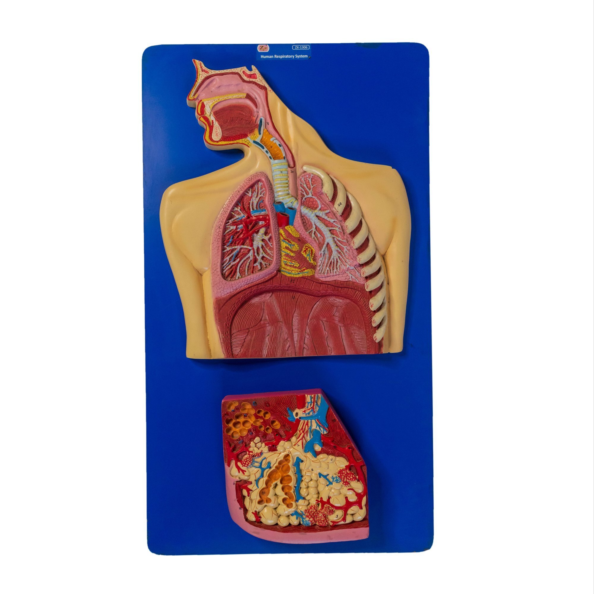 Zx1306 - Hsp Resin 40x80 Cm Model | Realistic Flesh Tones, Educational Tool, 38 Features Marked, Ideal For Biology Classes, Sturdy Mounted Base