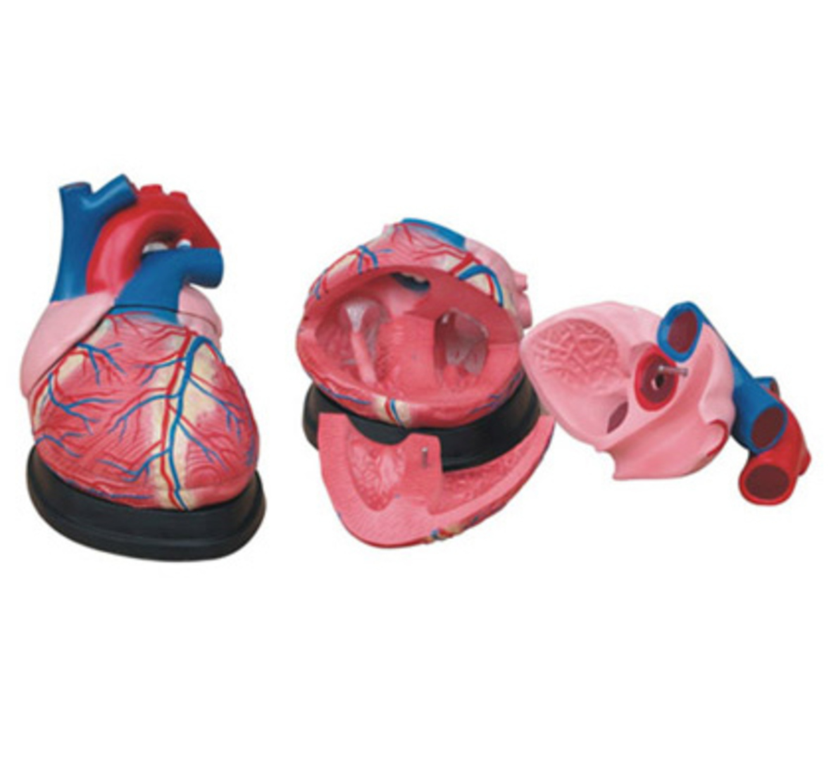 Xc-307-jumbo Heart Model - Color: Natural Red