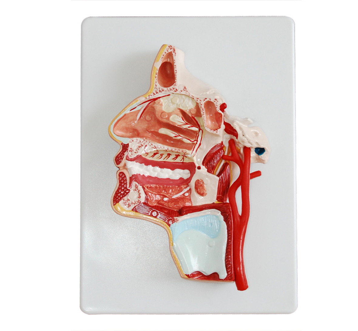 Head Anatomy Model - Pvc Material | Realistic Skin Tone, Ideal For Educational Biology Use, Detailed Mouth Cavity And Pharynx Anatomy