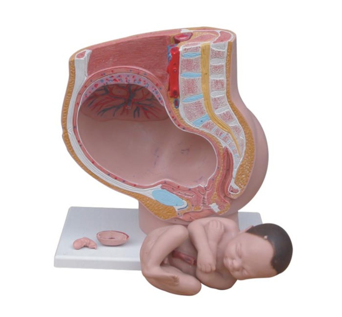 Xc-332b -Human Female Pelvis Section(4 Parts) - Color: Realistic Flesh Tones