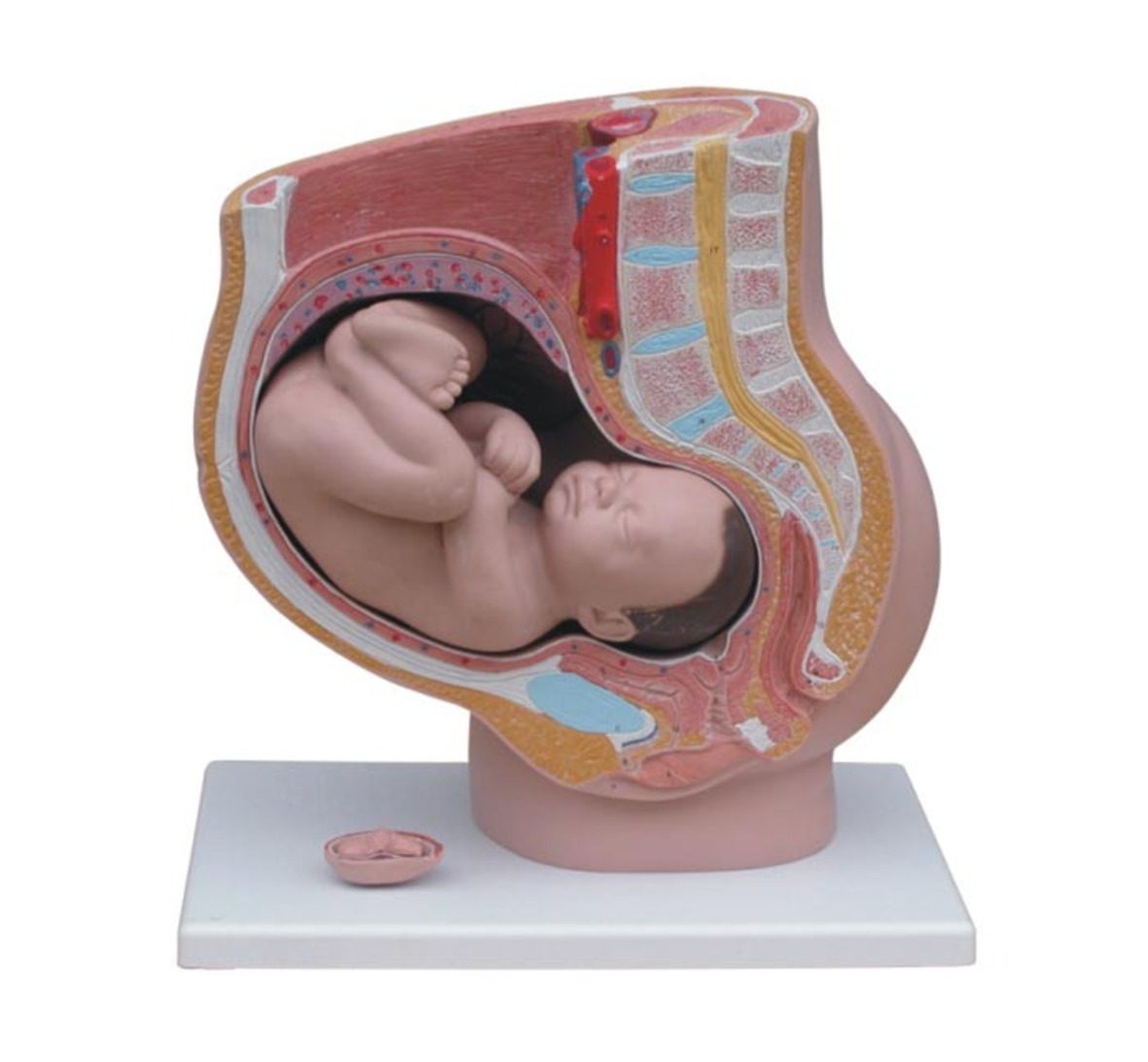Xc-332b -Human Female Pelvis Section(4 Parts) - Color: Realistic Flesh Tones
