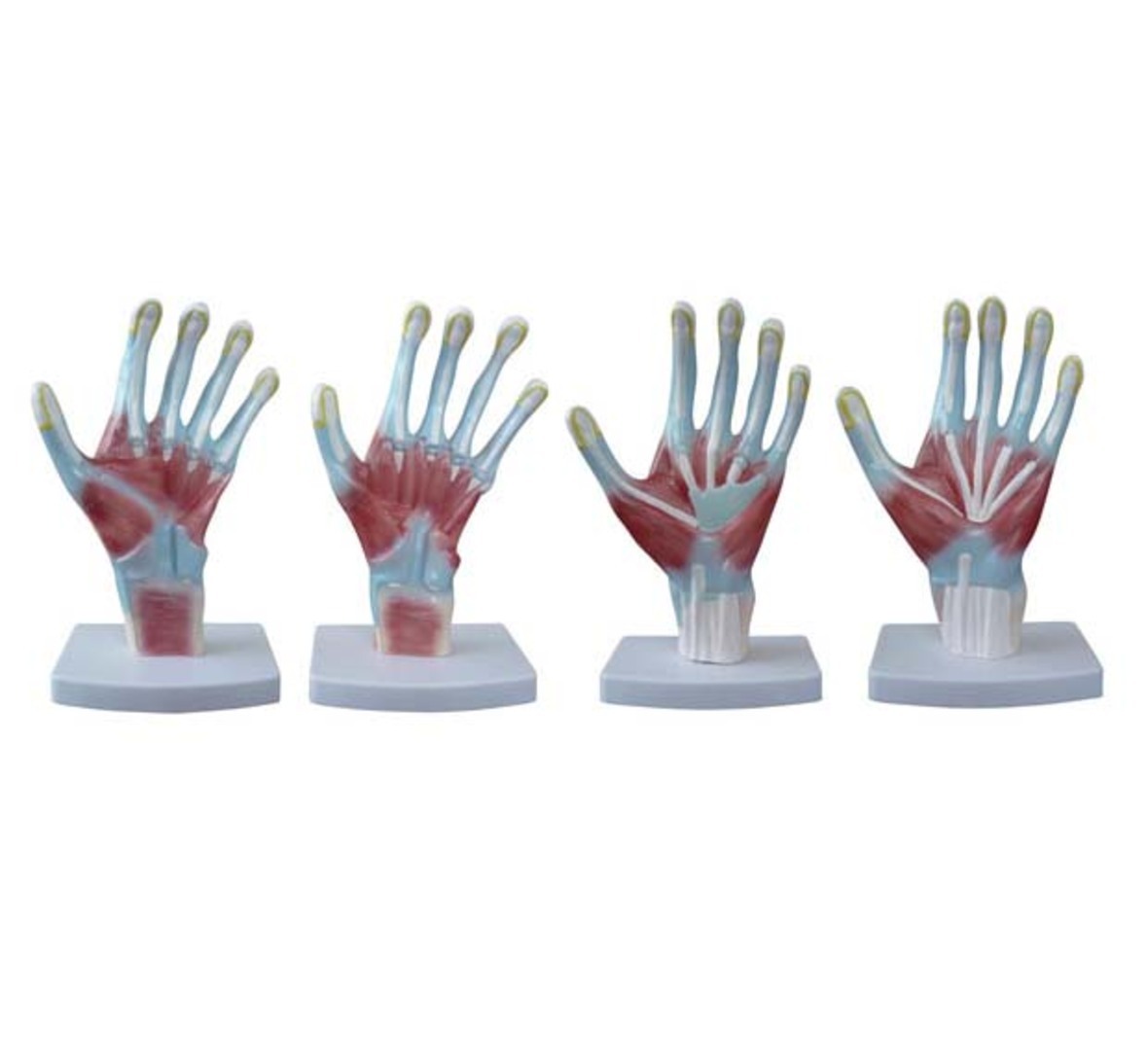 Xc-325-palm Anatomy - Color: Realistic Skin Tones