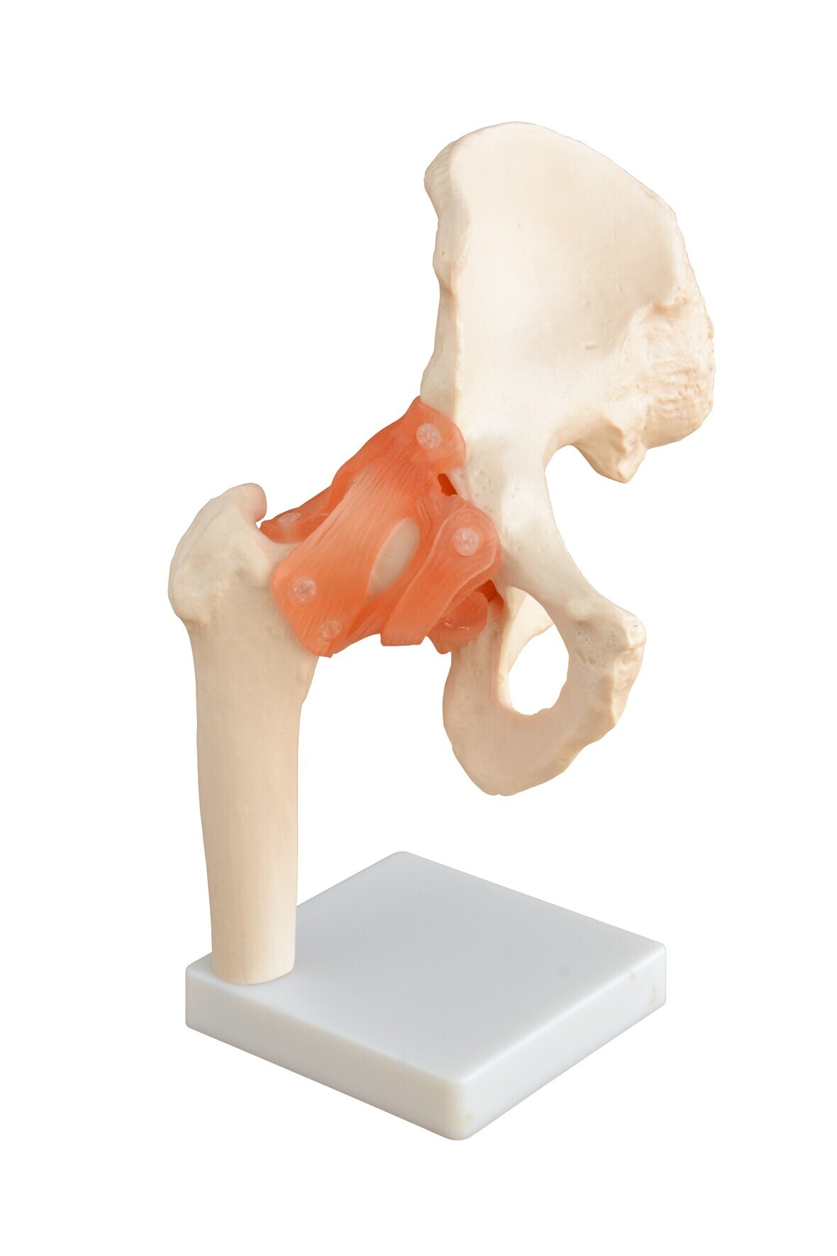 Xc-110 - Life-size Hip  Joint - Color: Realistic Flesh Tones