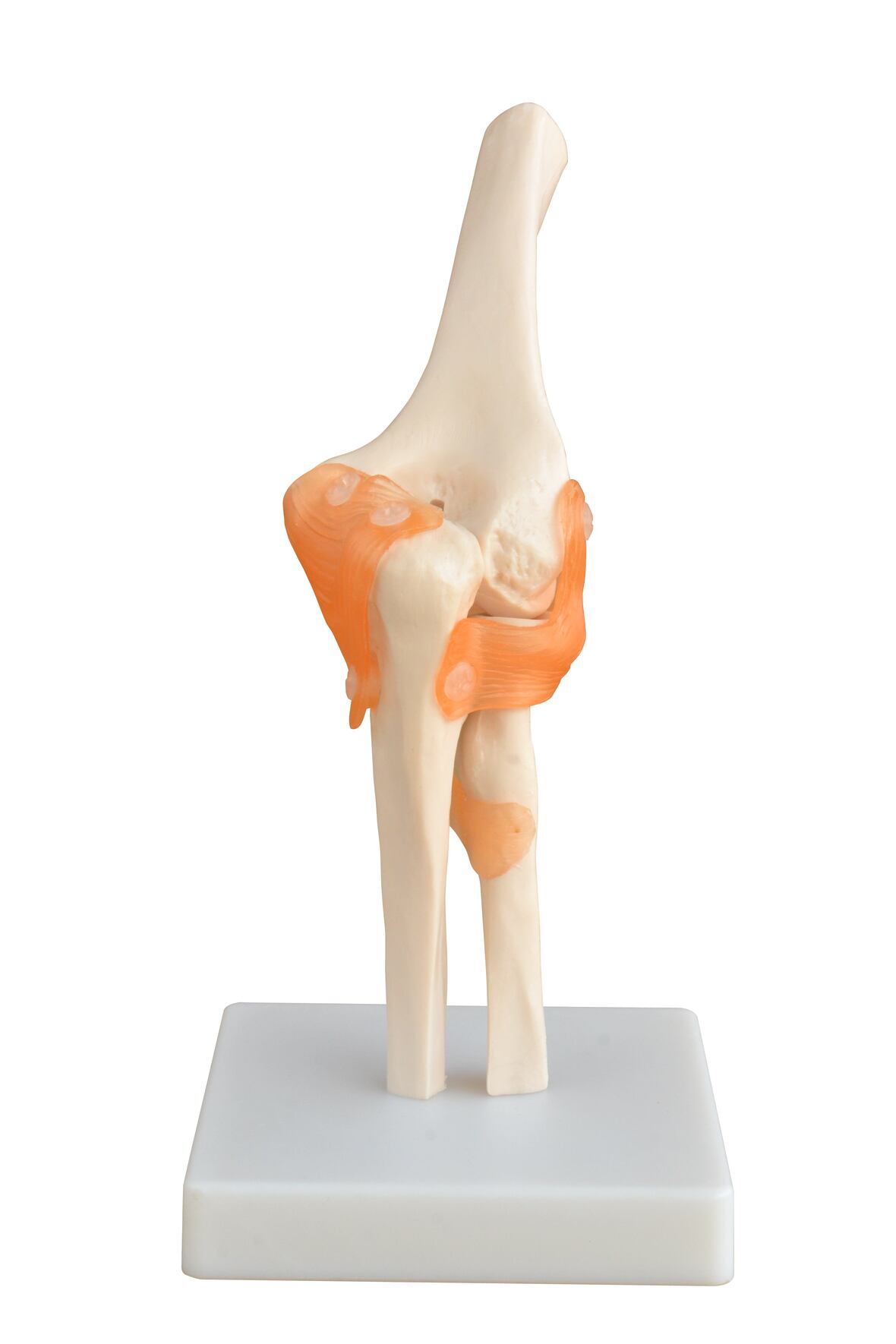 Xc-112- Life-size Elbow Joint - Dimensions: 17x14.5x24 Centimeter (Cm)