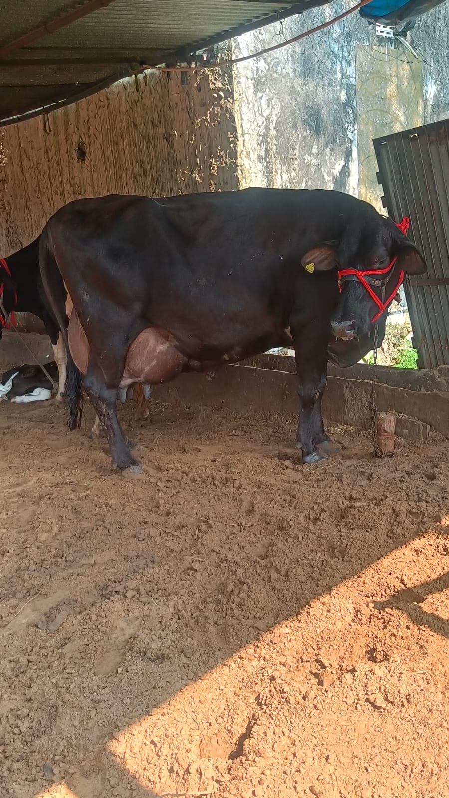 एचएफ गाय - 3 साल, 600 किलोग्राम, काले और सफेद रंग की | प्रजनन और व्यापार के लिए मादा मवेशी
