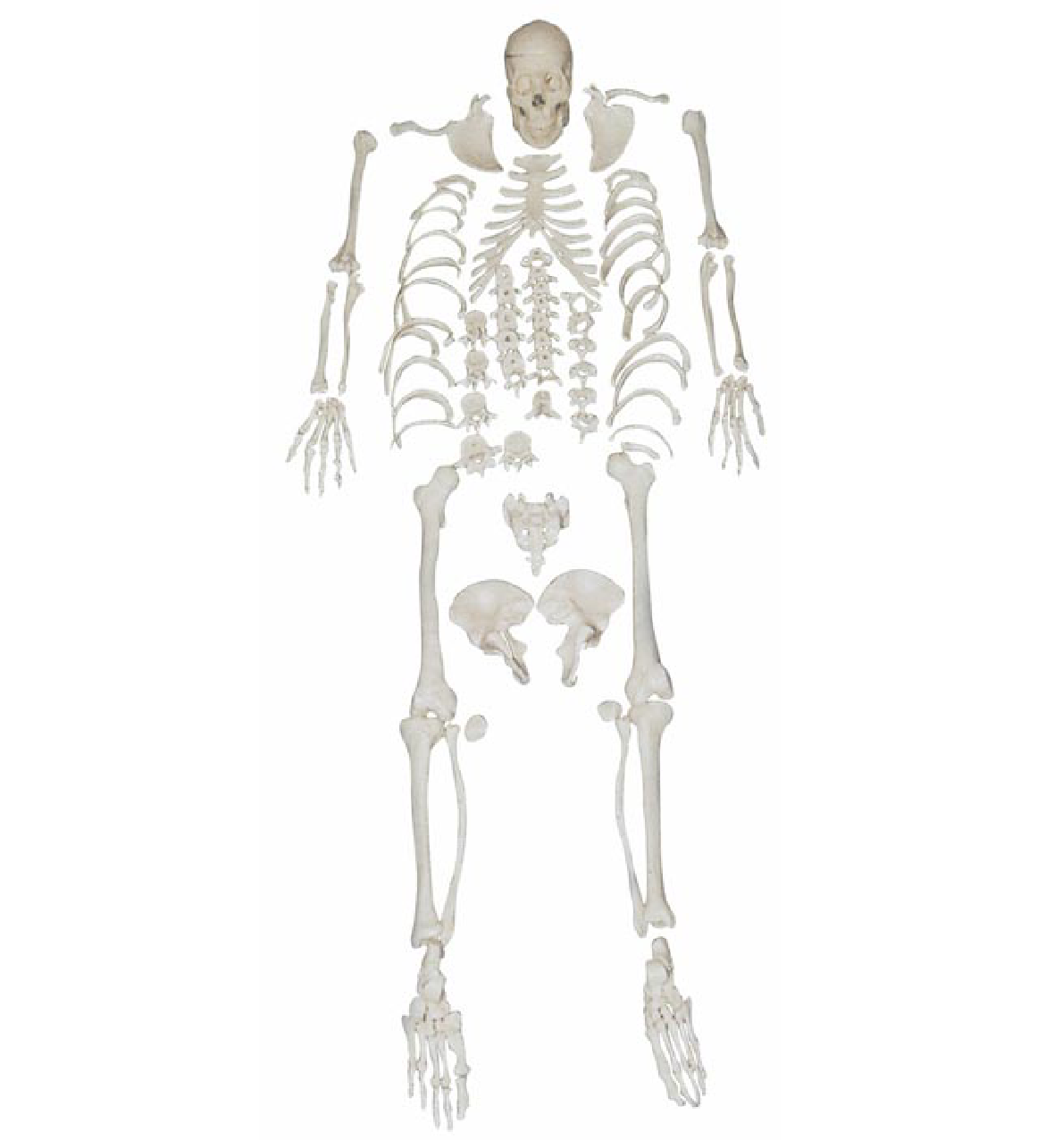 Disarticulated Skeleton Model - Pvc Material, 63x28x20cm Dimensions | Ideal For Biology Classes, Easy Assembly And Examination