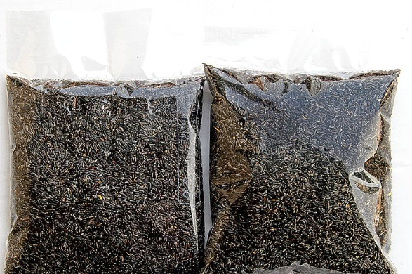 Niger Seeds - Color: Black