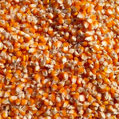 प्राकृतिक मक्का के बीज