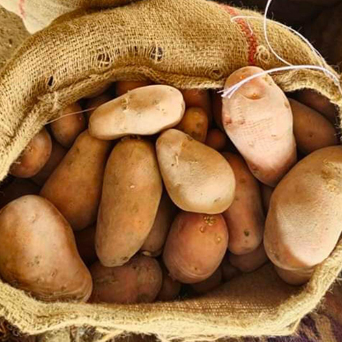 ताजा आलू