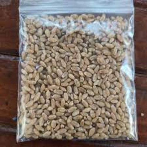 Hd-2967 Wheat