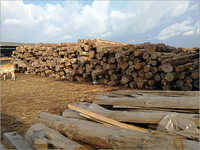 Australian Pine Logs
