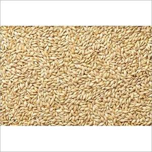 Indian Grains