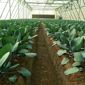 Greenhouse And Agri Infra